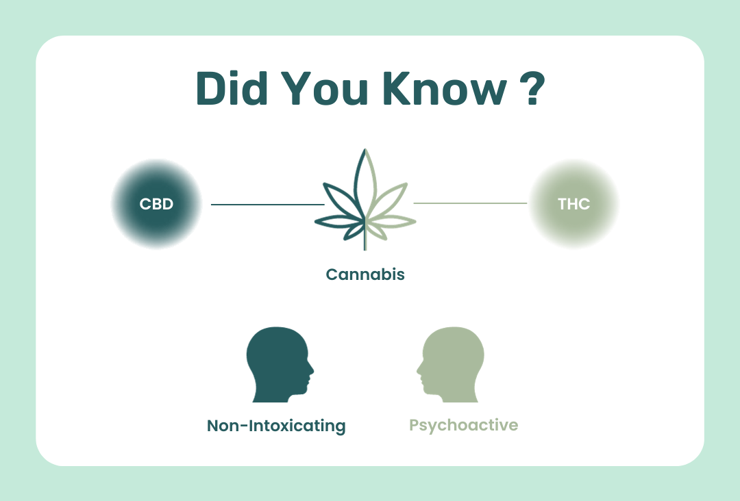 Your Comprehensive Guide to CBD: Understanding the Basics and Beyond