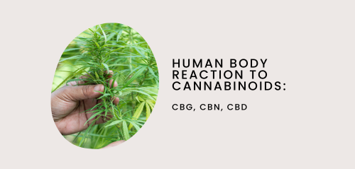 Human Body Reaction to Cannabinoids: CBG, CBN, CBD